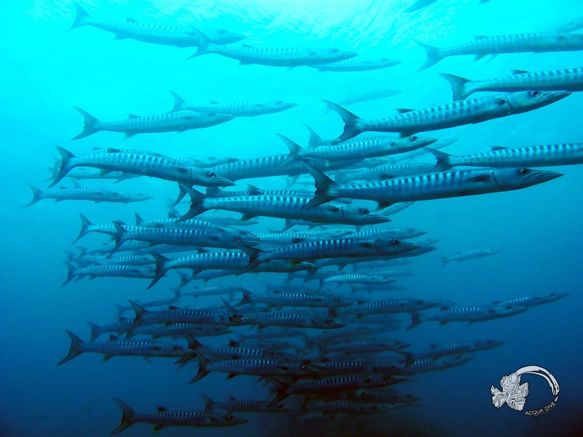 Bed and Breakfast Acqua Dive Zamboanguita  Zewnętrze zdjęcie